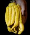 Citrus, Buddha's Hand
